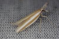 Pleurota aristella