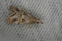 Euchromius ramburiellus