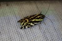 Emmelia trabealis