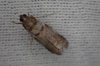 Acrobasis consociella