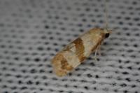 Phalonidia contractana