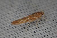 Pyroderces argyrogrammos