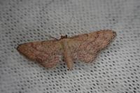 Idaea infirmaria