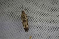 Scythris limbella