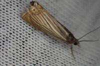 Chrysoteuchia culmella