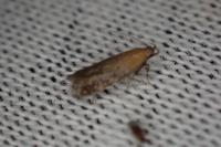 Stomopteryx remissella