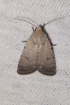 Caradrina aspersa