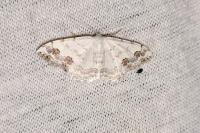 Scopula decorata