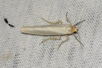 Manulea complana