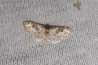 Idaea rusticata