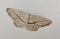 Idaea mediaria