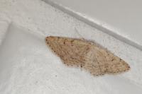 Idaea obsoletaria