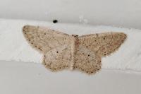 Idaea obsoletaria