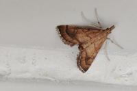 Metasia ibericalis