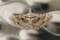 Alucita