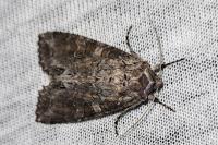 Polia bombycina