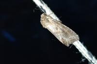 Polia bombycina