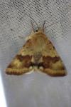 Heliothis viriplaca