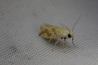 Thiodia citrana