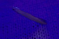Pleurota honorella / Pleurota tabelli