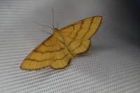 Idaea aureolaria