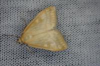 Sitochroa verticalis