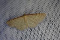 Idaea humiliata