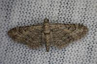 Eupithecia pusillata
