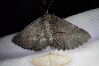 Nychiodes obscuraria