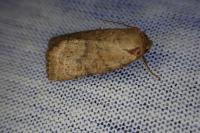 Hoplodrina octogenaria