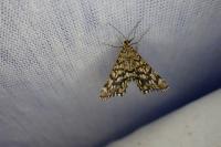 Chiasmia clathrata