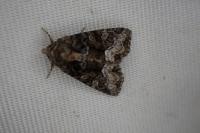 Oligia latruncula / Oligia strigilis / Oligia versicolor
