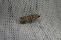 Ephestia woodiella
