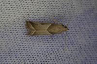 Nyctegretis lineana