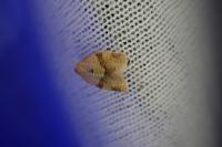 Epagoge grotiana