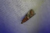 Acrobasis marmorea