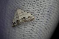 Scopula decorata