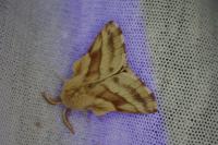 Malacosoma castrense