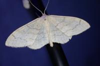 Idaea aversata
