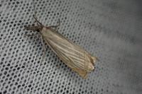 Chrysoteuchia culmella