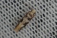 Eudarcia