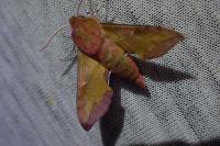Deilephila porcellus