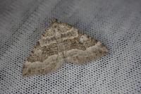Scotopteryx vicinaria