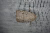 Hoplodrina respersa