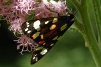 Callimorpha dominula