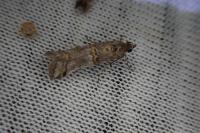Pempelia palumbella