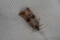 Celypha striana
