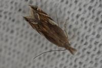 Sophronia humerella
