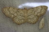 Idaea moniliata