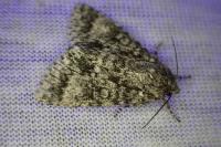 Acronicta megacephala